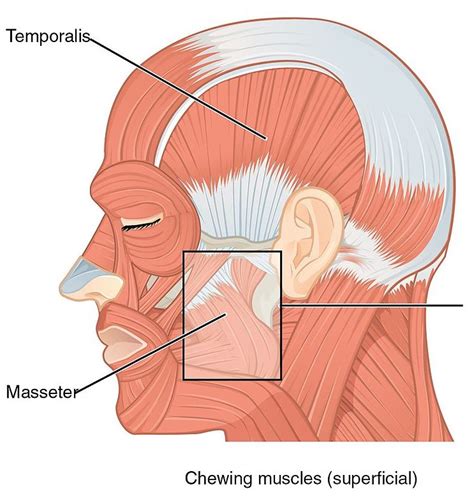 What Muscles Cause Neck And Head Pain Physit