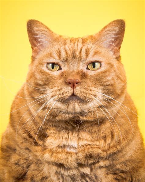 Photographer Takes Delightful Fat Cat Pictures To Show Chubby Cats Are