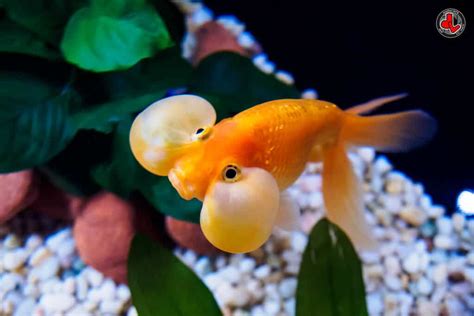 Bubble Eye Goldfish Care Size Lifespan Tank Mates And More