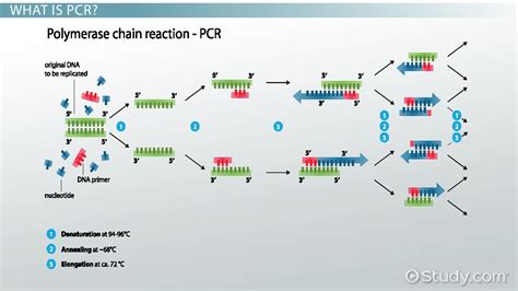 Taq Polymerase Overview Function And Uses Lesson