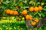 Oranger : plantation, en pleine terre ou en pot, entretien
