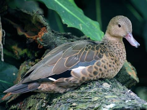 Identify Madagascar Teal Wwt Slimbridge