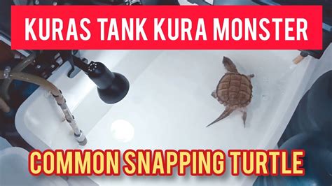Kuras Tank Kura Monster Common Snapping Turtle Youtube
