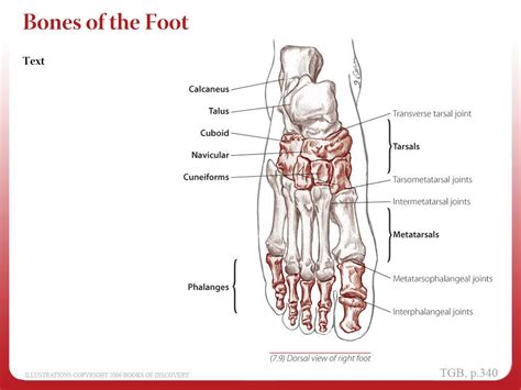 Ppt Chapter 7 Leg And Foot Powerpoint Presentation Free