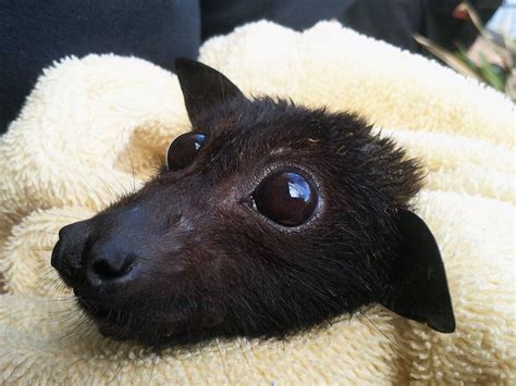 Beautiful Sophie A Much Loved Rescued Black Flying Fox Australia