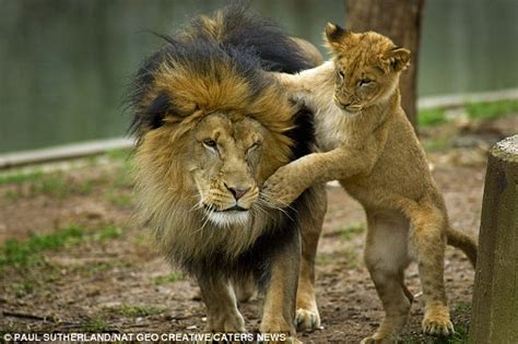 Lion Cub Causes Uproar By Chomping On Its Dad In A Bid To Make Him Play