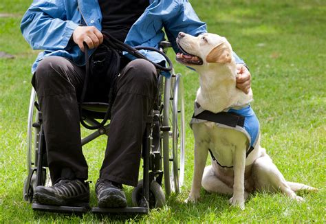 Animal Assistants In Healthcare Benefits Of Emotional Support Pets