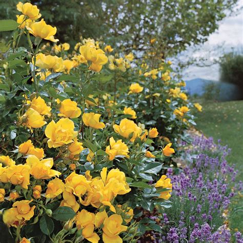 Yellow Simplicity Hedge Rose Rose Hedge Landscaping With Roses