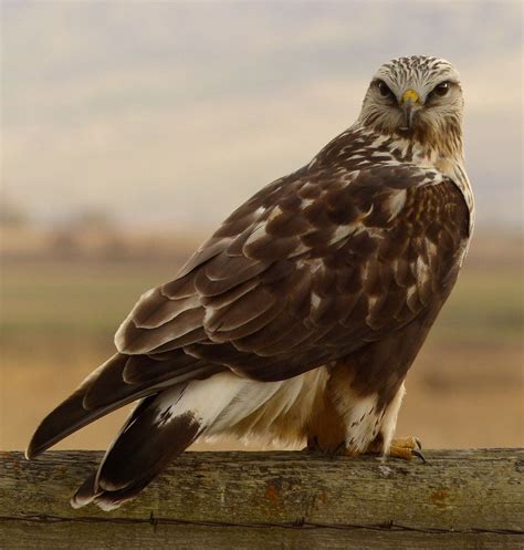 Rough Legged Hawk Birds Of Prey Pinterest Legs Bird And Animal