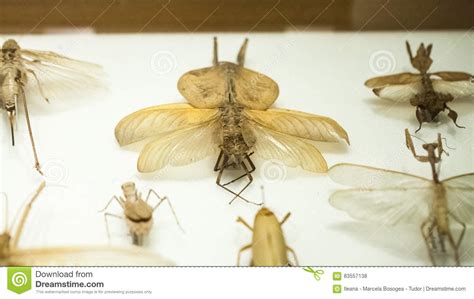 London Uk Natural History Museum Insects In The Cocoon Section Editorial Stock Photo Image