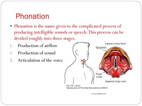 Ppt Communication Topic 9 The Human Larynx Powerpoint Presentation