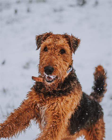 Best Wire Haired Fox Terrier Dog Insurance Review