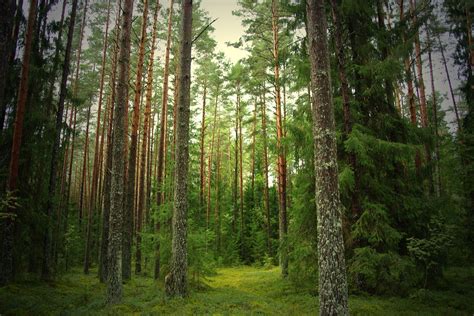 Wallpaper Trees Forest Wallpapersafari