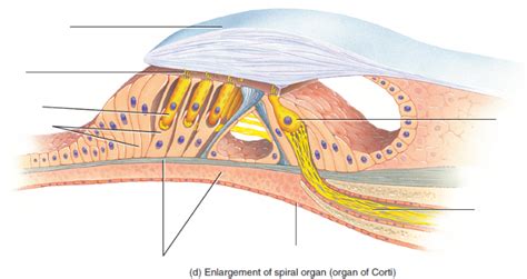 Hlsc 120 Chp 21 Enlargement Of Spiral Organ Organ Of Corti