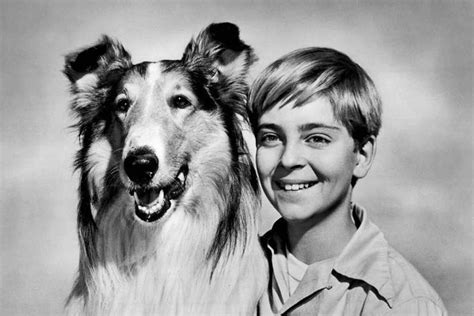 Verhaal Van De Dag Lassie 65 Jaar