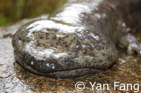 A Small Population Of Chinese Giant Salamander Found In Guangxi