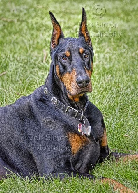They are all purebred akc registered. Rules of the Jungle: Doberman puppies