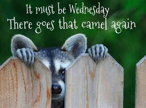 46 Best Wednesday Clipart Images On Pinterest