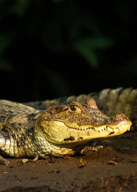 24 Spectacled Caiman Facts Guide To Caiman Crocodilus Rainforest