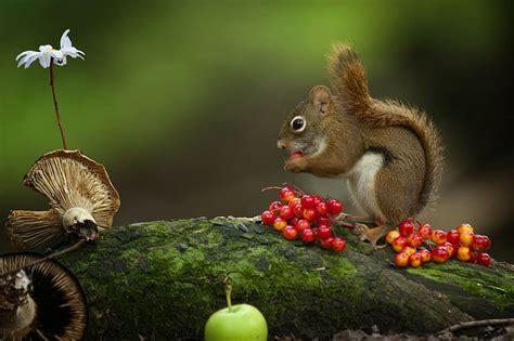 Brown Squirrel Squirrel Sitting Eating See Hd Wallpaper