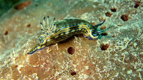 The University Of Tampa News Ut Life Studying Sea Slugs