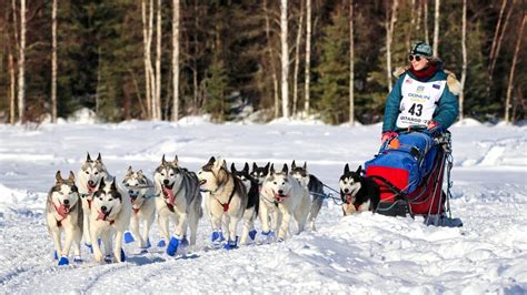 2022 Iditarod Dog Sled Race Willow Alaska Youtube