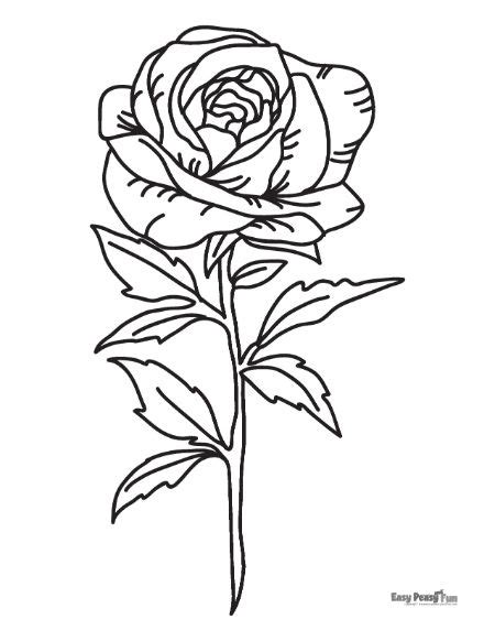 Printable Rose Coloring Pages 30 Roses Illustrations Craftersoutlet