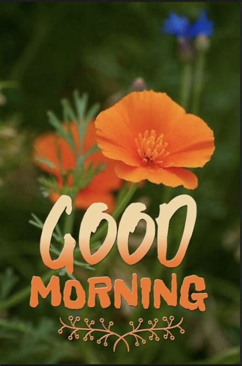 Wonderful Good Morning Orange Flowers Image Good Morning Pictures