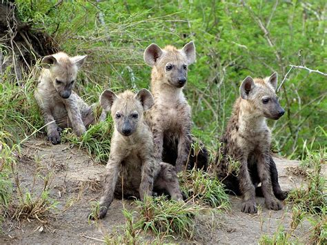 Spotted Hyena Facts Mating Habitat Skull Adaptations Diet