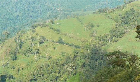Tree Islands For Tropical Forest Restoration The Outlook Is Rosy After