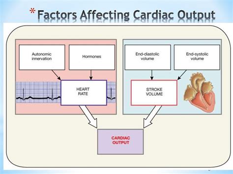 Physiology Of The Heart Online Presentation