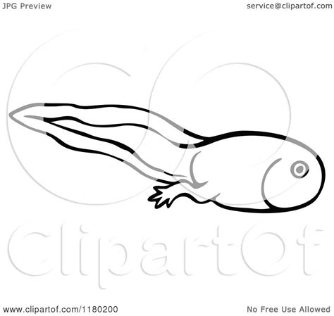 Clipart Of A Black And White Sketched Tadpole Royalty