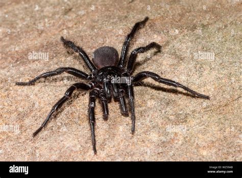 Sydney Funnel Web Spider Atrax Rubustus Stock Photo Alamy