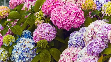 Maybe you would like to learn more about one of these? 7 facts you should know about our favorite pom pom flower ...