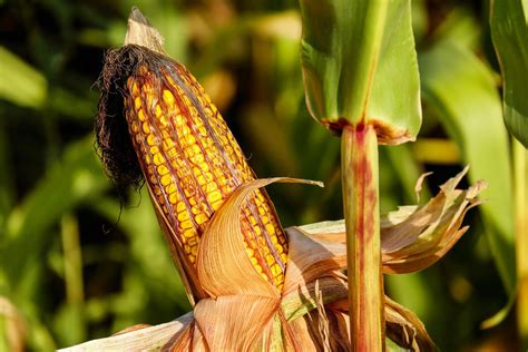 Europes Heat Wave Threatens Corn Crops At Critical Growth Juncture