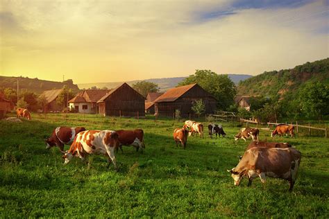 Szekler Cow Pasture By Istvan Kadar Photography