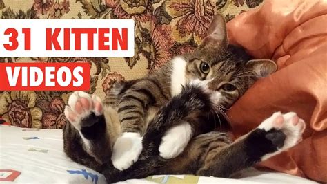 31 Cute Cats Funny Cat Video Compilation 2017 Youtube