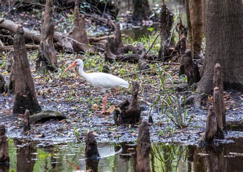 White Swamp Birds Stock Photo Image Of Birds Heron 114521824