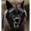 Snarling Wolf  Natureismetal