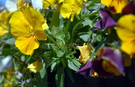 Close Up Of Yellow Pansy Flowers Stock Photo Image Of Blue Meadow