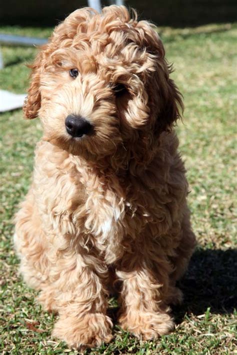 And of course, all of our dogs receive all the love they deserve! GAGA Labradoodles Puppies For Sale Dogs for Adoption ...