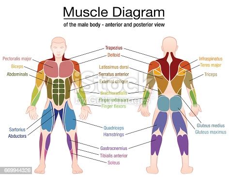 This diagram depicts muscle of the body diagrams 7441054 with parts and labels. Muscle Diagram Most Important Muscles Of An Athletic Male Body Anterior And Posterior View ...