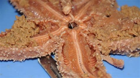 Dissection 101 Sea Star Dissection Photos Science Image Pbs