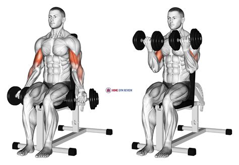 Dumbbell Seated Bicep Curl Home Gym Review