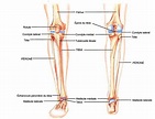 Le tibia et le péroné | words | Anatomie du corps humain, Anatomie ...