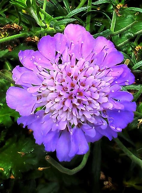 Beautiful Purple Garden Flower Photograph By Cg Abrams
