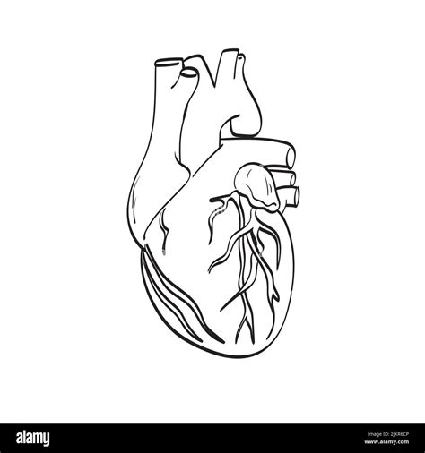 Corazón órgano Ilustración Vector Dibujado A Mano Aislado Sobre Fondo