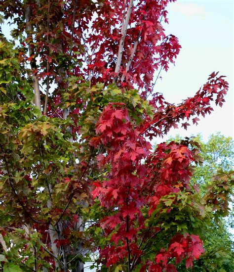 Red Maple Leaves Picture Free Photograph Photos Public Domain