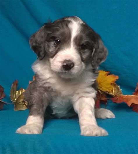 Miniaussiedoodle Male Blue Merle White Puppy For Sale Kissables Berl