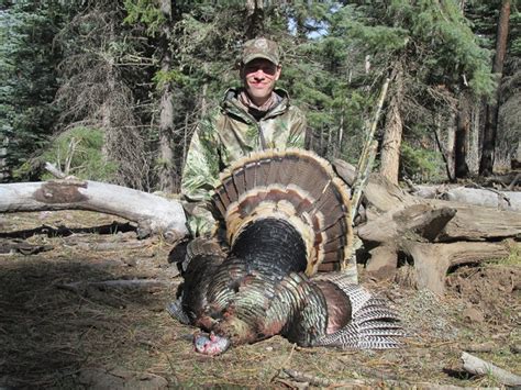 5 more tips for hunting merriam s wild turkey colorado outdoors online